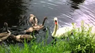 Swans 2011 August, Joy Ride Tours