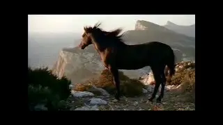Казачья песня 
