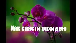 Как спасти орхидею