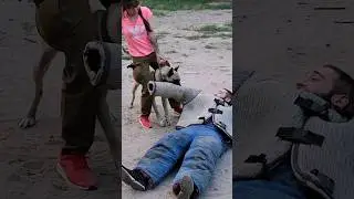 Мёртвая хватка малинуа Табаса. Отпускать должен по команде. Дрессировка собак. СТРАЖ Одесса Украина