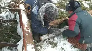 МТЗ-82 на трелевке леса .