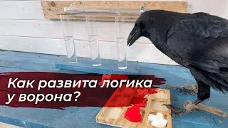 Как ворон решает сложные задачи и играет в крестики нолики