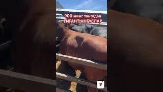 903057667