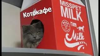Cats Cafe in Stuttgart