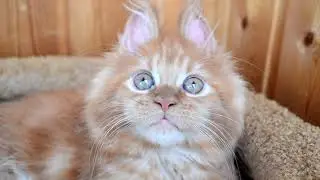 Мейн кун. Кошечка Ронда,дочка кота Джокера. У нее ушки на макушке.Это просто Чудо какое то.