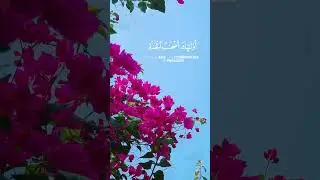 تلاوة للقارئ الشيخ عبدالله الموسى