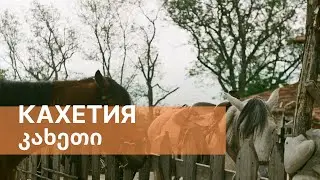 ГРУЗИЯ! КАХЕТИЯ - САМЫЙ ВИННЫЙ РЕГИОН, ЛОШАДИ, КРАФТОВОЕ ПИВО, ДОМАШНЯЯ ЧАЧА