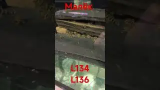Мальки L134, L136