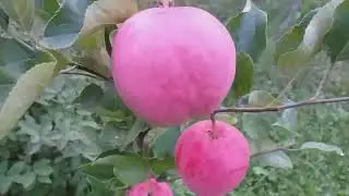Яблоня летняя сорт Пирус (apple Pirus). Сигнальное плодоношение 2022 год