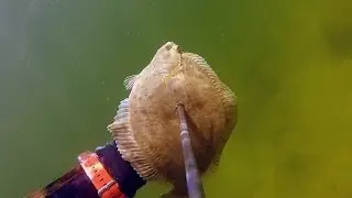Подводная охота #2 в балтийском море  камбала