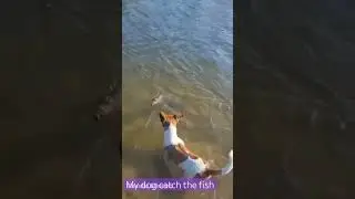 Dog catch the fish
