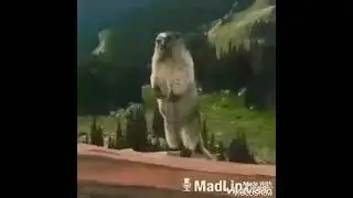 ХАЗАЕН РАБОТА ЙЕСТ🙄😀😀😀