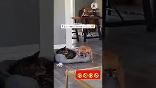 funny video #dub.chachu #trendingshorts #trend #dub
