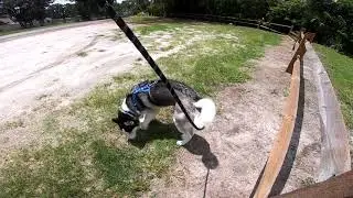 walking kodi day 1