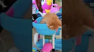 Kitty Cat Ginger & Greya