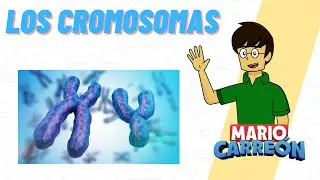 The Chromosomes