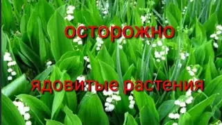 Самые опасные растения!