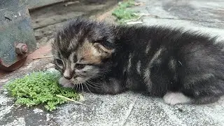 Suara anak kucing memanggil ibunya