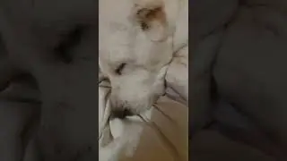 Спит #alabaidogs