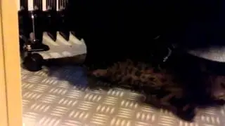 Dog takes care of kitten