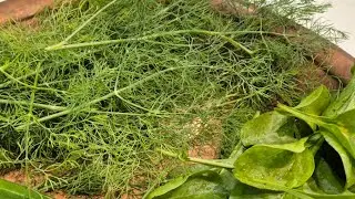 Shepu( dill) pithla. fresh harvest.