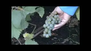 Саженцы винограда Сеянец Злобина Питомник Садоград