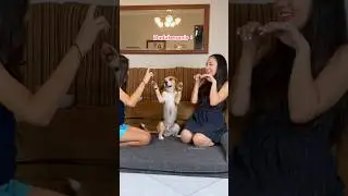 PRANK FOLLOWING AN ANABUL'S MOVEMENTS‼️ RYUKI IS BETE🤣 