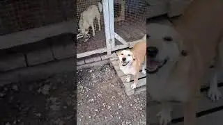 Пострела