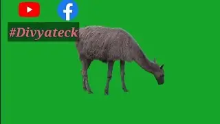 Animal Green Screen effects # 