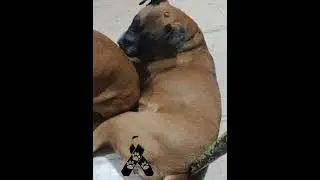 Descansa en paz  hoy 11 de abril del año 2023 a las 6:31 p.m.  te fuiste de nuestro lado dulce kimba