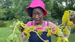 OH NO! My Squash Plants! PROTECT IT!