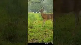 Scrapes are becoming very active #2024 #trailcam #deer #new #wildlife #scrape #nature #exciting #wow