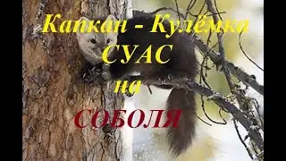 Капкан-Кулёмка СУАС