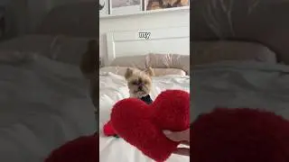 Yes or No? 💖 #yorkielove #yorkie #cutedog #yorkiepoo