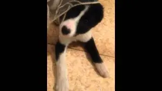 Смешнуля