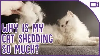 Why Is My Cat Shedding So Much? Hair Loss In Cats!