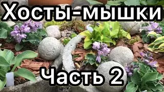 Хосты мышиной серии и мини. Обзор из сада. Часть 2