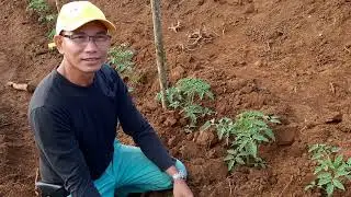 Tomato Project l Vegetative Stage - 