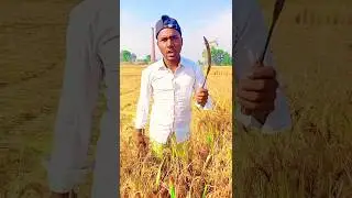 अब मोहब्बत जिससे भी होगी धान काटने के बाद होगी 🥰😋|| #shorts #shortsfeed #funny #viral #trending #yt