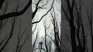 The CLOWN