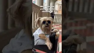When your dog blows up on Instagram! 