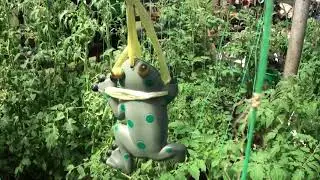 ампельные томаты