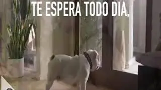 Cães -- Amor incondicional