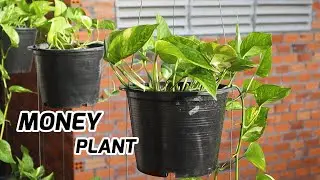 Growing Plant - The Best Way To Make Vertical Garden With Growing Money Plant #E43