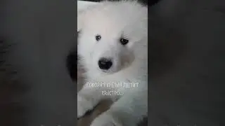 Время летит с бешеной скоростью🥺 inst: samoed_spb