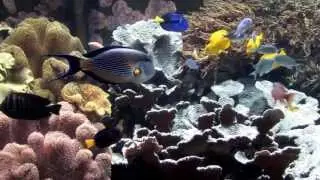 Aquazoo Löbbecke Museum Düsseldorf
