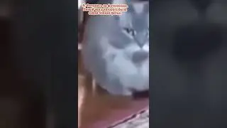 Кто знает польский: переведите. что это за язык?  