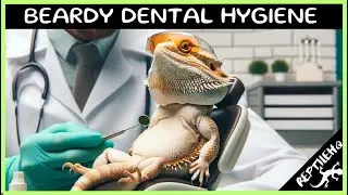Why Dental Hygiene Is Important For Bearded Dragons!