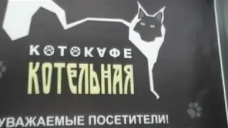 Котики Кафе Сургут #8