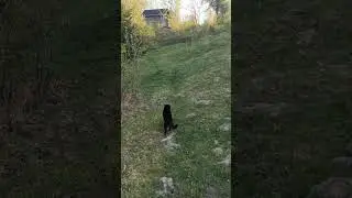 Охрана деревни 2